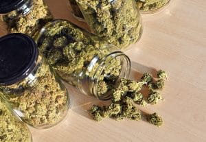 Photo de fleur de CBD Kompolti cultivée en France en agriculture biologique