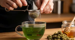 une infusion avec des fleurs de CBD Kompolti de gojardin dans un infuseur, pour montrer le processus d'utilisation de la fleur du dropt de chanvre.