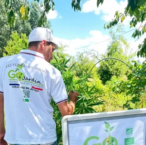 Photo du producteur Go Jardin inspectant ses plants de chanvre cbd biologique en Gironde, portant un t-shirt "Les Fleurs du Dropt".